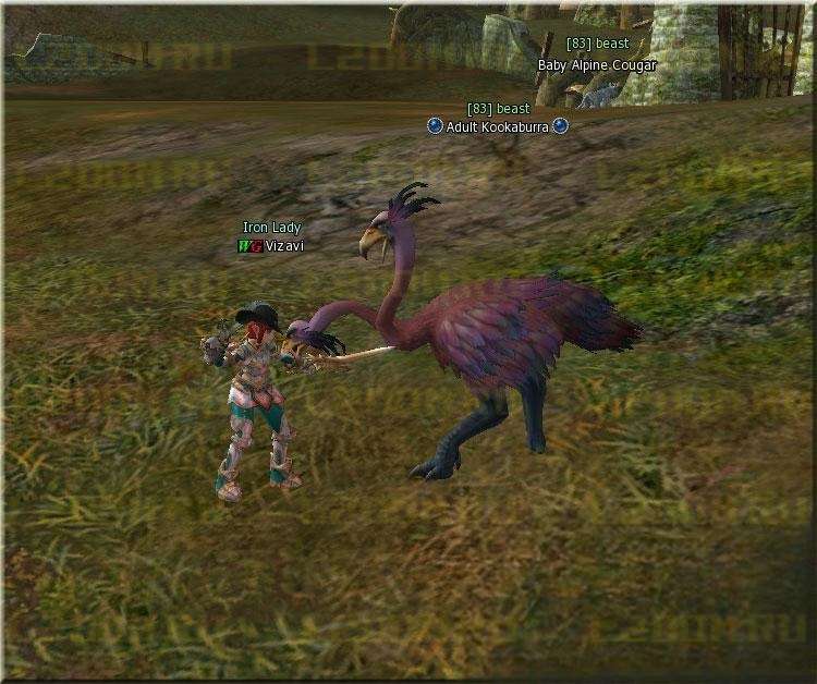 Adult Kookaburra Lvl 83 в Lineage 2 High Five