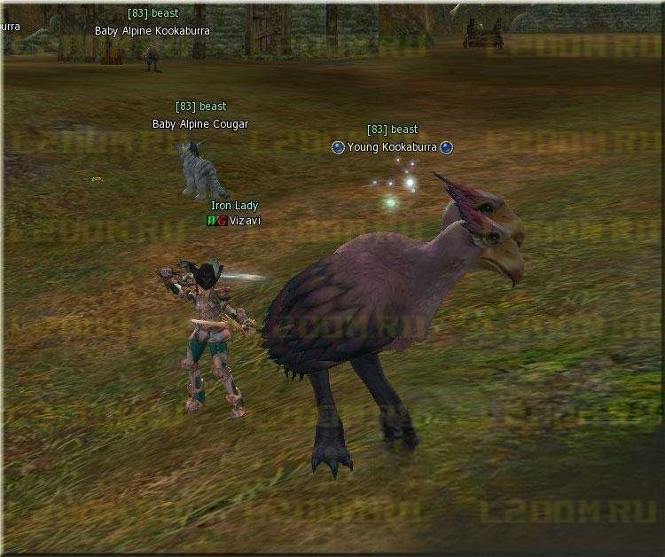 Young Kookaburra Lvl 83 в Lineage 2 High Five